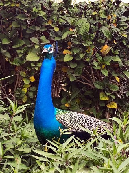 peacock4