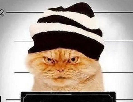 Коты-преступники или пушистые бандиты - истории о котах, которые  переступили черту закона - Stevsky.ru - обзоры смартфонов, игры на андроид  и на ПК