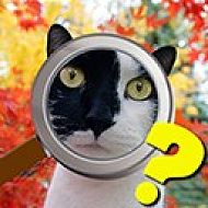 Найди кота: Одноклассники (Готовые фото-ответы)