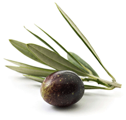 olivka